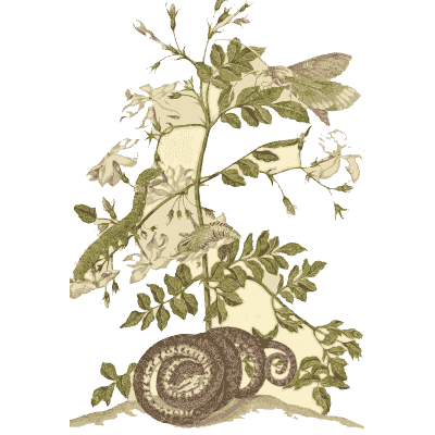 Snake at the foot of a flowering plant - Metamorphosis Insectorum Surinamensium - 1719