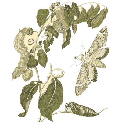 Moth on a bean vine - Metamorphosis Insectorum Surinamensium - 1719