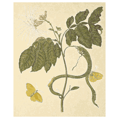 Snake on a flowering branch - Metamorphosis Insectorum Surinamensium - 1719