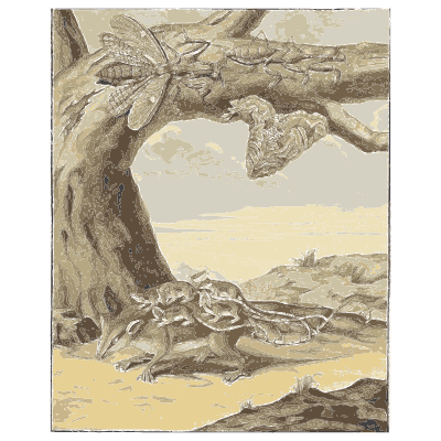 Lizard by a shore tree - Metamorphosis Insectorum Surinamensium - 1719