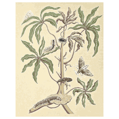 Lizard and butterflies on a cassava plant - Metamorphosis Insectorum Surinamensium - 1719