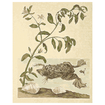 Toad below a flowering branch - Metamorphosis Insectorum Surinamensium - 1719