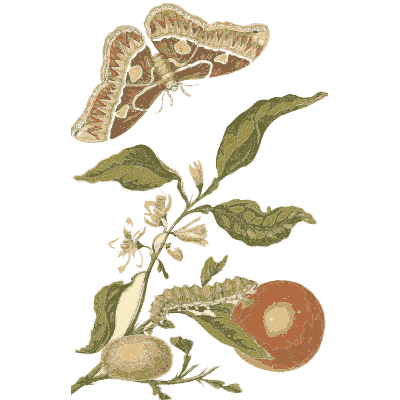 Moths on a tomato branch - Metamorphosis Insectorum Surinamensium - 1719
