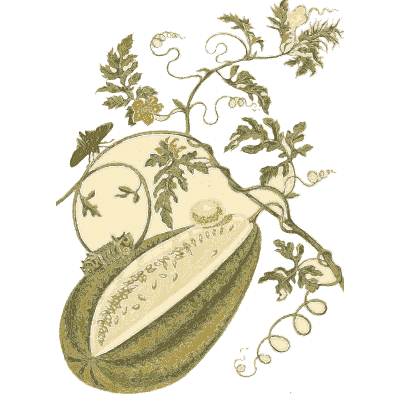Cut melon on a vine - Metamorphosis Insectorum Surinamensium - 1719