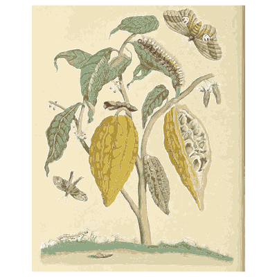 Caterpillars on a cocoa tree - Metamorphosis Insectorum Surinamensium - 1719