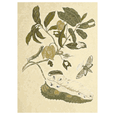 Caterpillar on a fruiting branch - Metamorphosis Insectorum Surinamensium - 1719