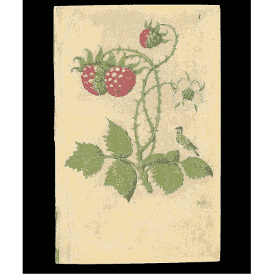 Strawberry plant with fruit and a small bird - Book of Flower Studies - 1515