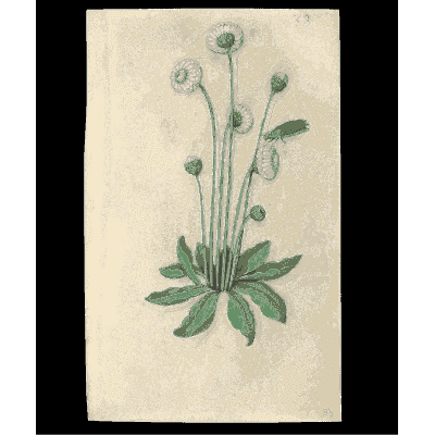 Low rosette plant with white flower heads - Book of Flower Studies - 1515