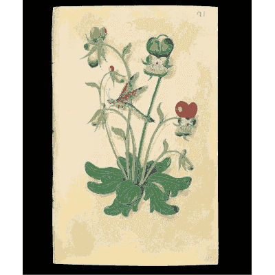 Flowering plant with a red bloom and insects - Book of Flower Studies - 1515