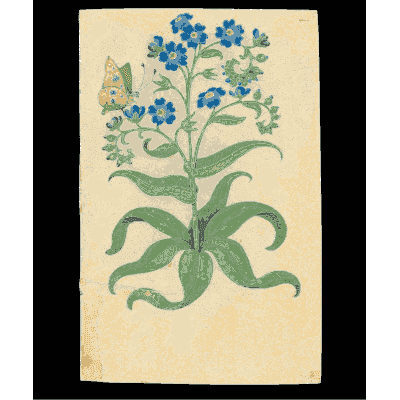 Blue star flowers with a butterfly - Book of Flower Studies - 1515