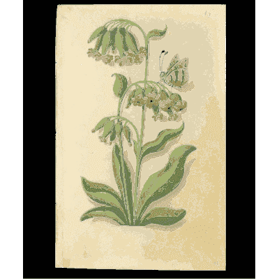 Cowslip with a butterfly - Book of Flower Studies - 1515