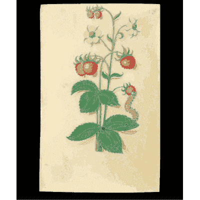 Wild strawberry with a caterpillar - Book of Flower Studies - 1515