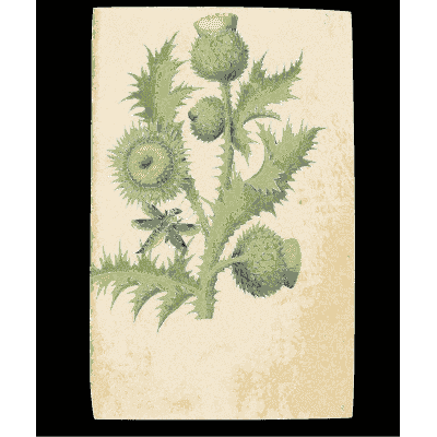 Thistle - Book of Flower Studies - 1515