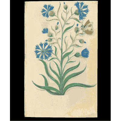 Cornflowers - Book of Flower Studies - 1515