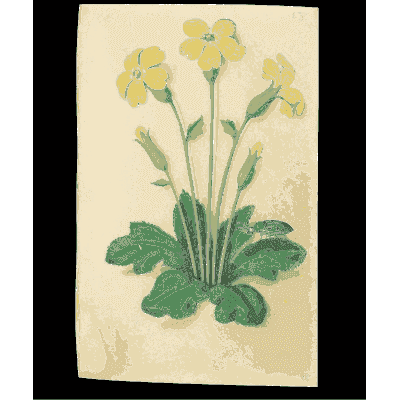 Yellow primroses - Book of Flower Studies - 1515