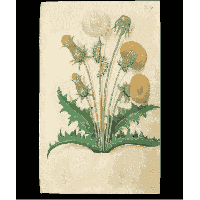 Dandelion with a seed head - Book of Flower Studies - 1515