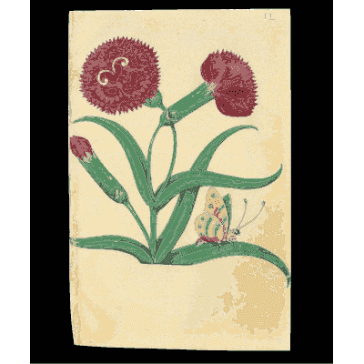 Red carnations with a butterfly - Book of Flower Studies - 1515