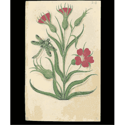 Red pinks with an insect - Book of Flower Studies - 1515