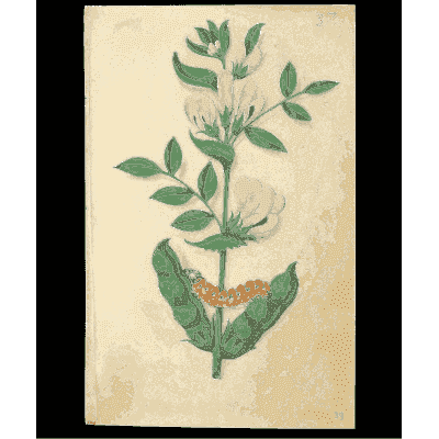 White flowering stem with a caterpillar - Book of Flower Studies - 1515