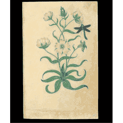 White flowers with a dragonfly - Book of Flower Studies - 1515