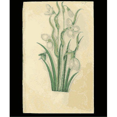 Nodding white bulb flowers - Book of Flower Studies - 1515