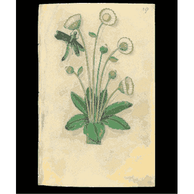 Daisies with a dragonfly - Book of Flower Studies - 1515
