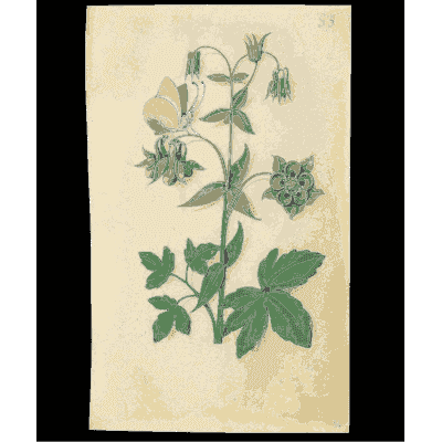 Columbine - Book of Flower Studies - 1515