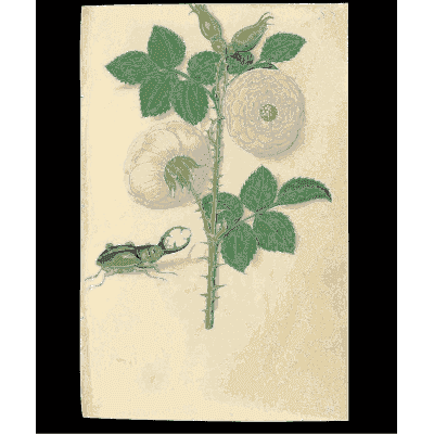Pale rose with a stag beetle - Book of Flower Studies - 1515