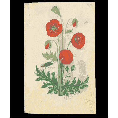 Red poppies - Book of Flower Studies - 1515
