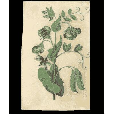 Pea plant with pods and tendrils - Book of Flower Studies - 1515