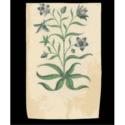 Blue star flowers on a leafy stem - Book of Flower Studies - 1515
