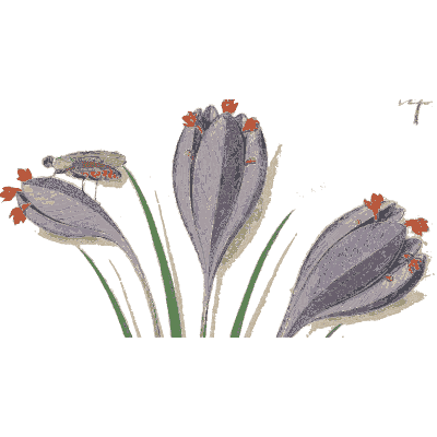 Saffron crocus flowers - Book of Flower Studies - 1515