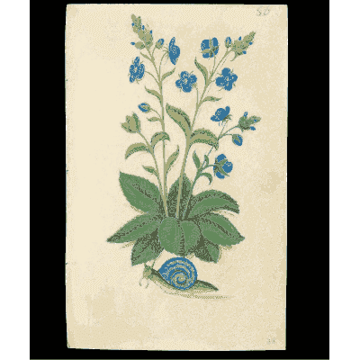 Blue flowers with a snail - Book of Flower Studies - 1515