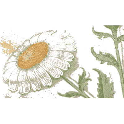 Oxeye daisy - Book of Flower Studies - 1515
