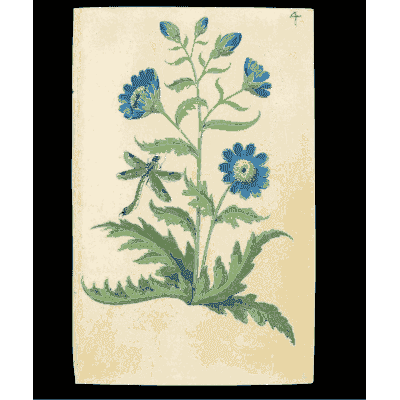Blue flowers with cut leaves - Book of Flower Studies - 1515