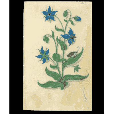 Borage - Book of Flower Studies - 1515