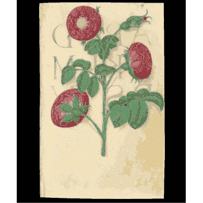 Round red flowers on a leafy stem - Book of Flower Studies - 1515