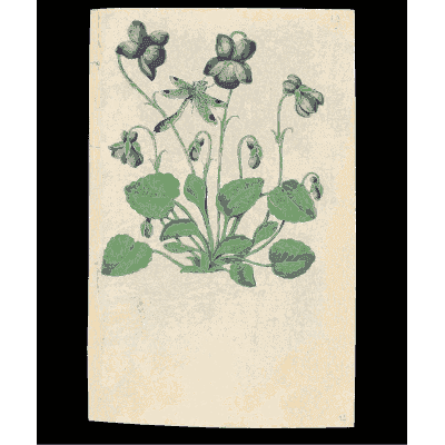 Sweet violets - Book of Flower Studies - 1515