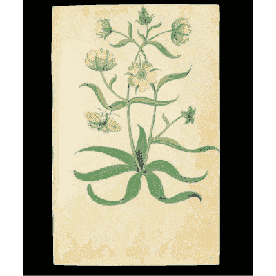 Pale star flowers - Book of Flower Studies - 1515