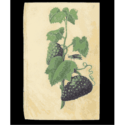 Grapevine with bunches of grapes - Book of Flower Studies - 1515