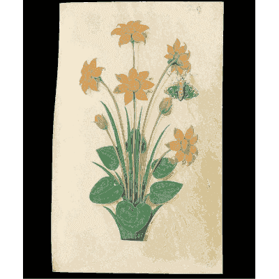 Orange star flowers - Book of Flower Studies - 1515
