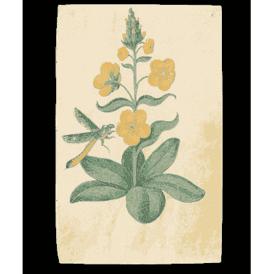 Yellow flowering spike with a dragonfly - Book of Flower Studies - 1515