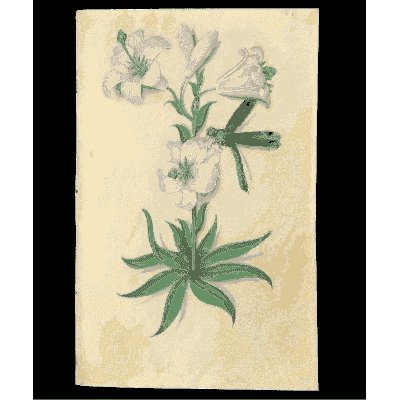 White lilies with a dragonfly - Book of Flower Studies - 1515