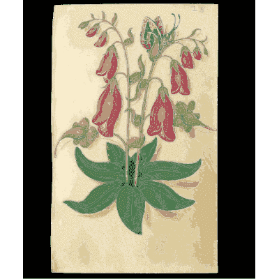 Hanging red bell flowers - Book of Flower Studies - 1515