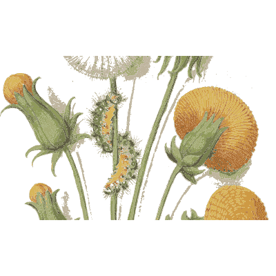 Marigolds with caterpillars - Book of Flower Studies - 1515