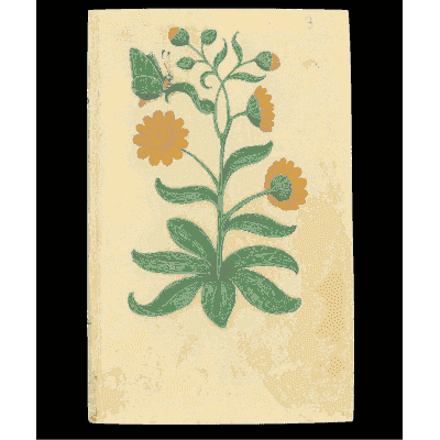 Orange marigold plant - Book of Flower Studies - 1515