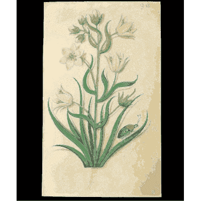 White star flowers - Book of Flower Studies - 1515