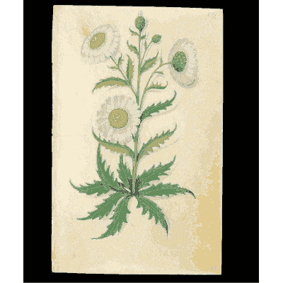 Pale daisies with cut leaves - Book of Flower Studies - 1515