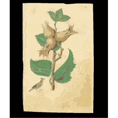 Hazel branch with nuts and a bird - Book of Flower Studies - 1515