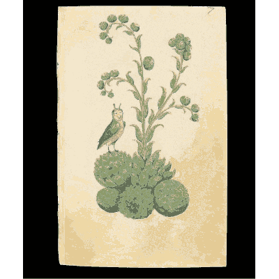 Budding plant with a perched bird - Book of Flower Studies - 1515